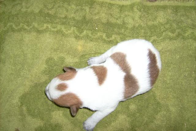 puppy8.jpg