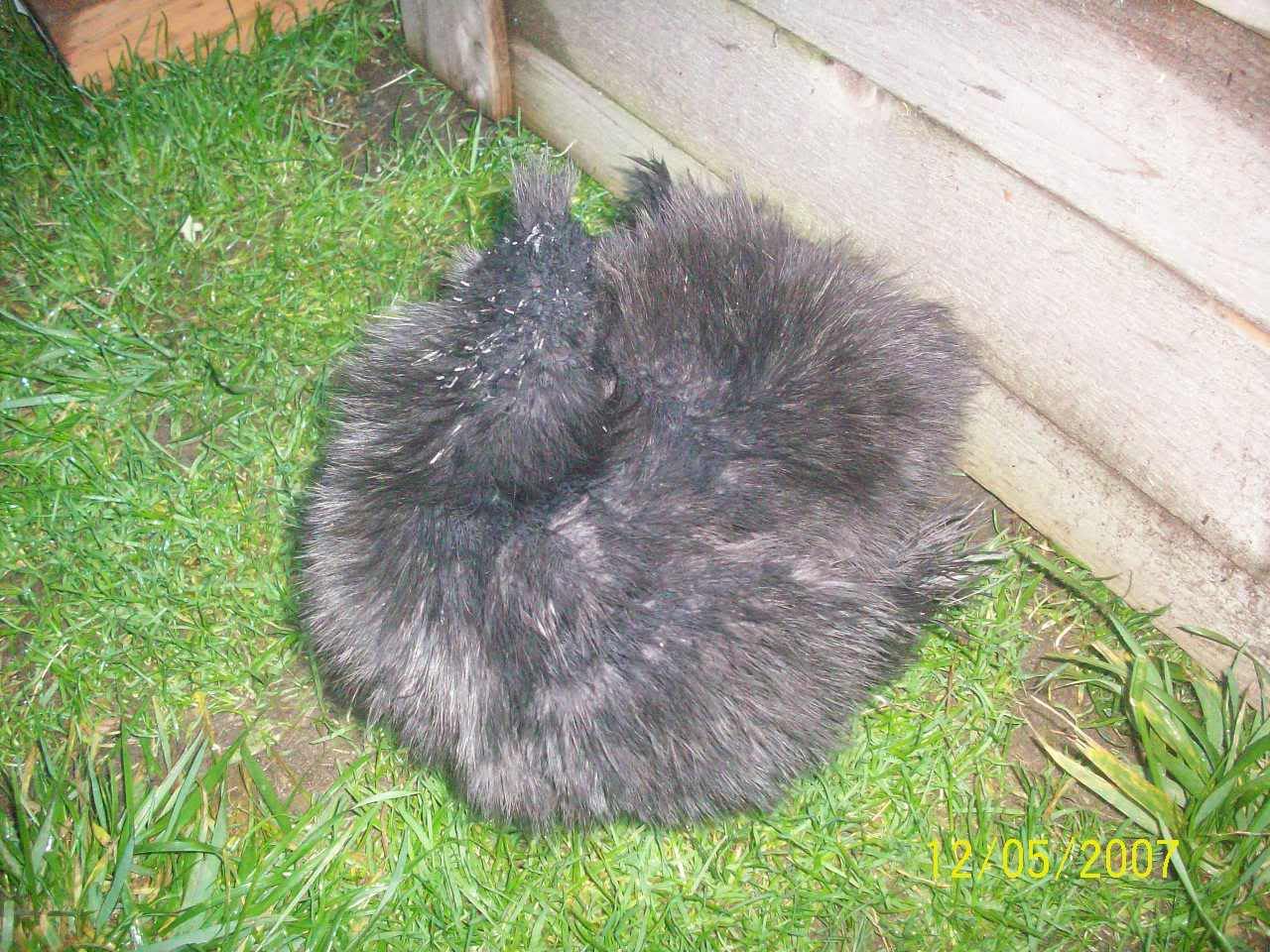 mychickensDec52007018.jpg