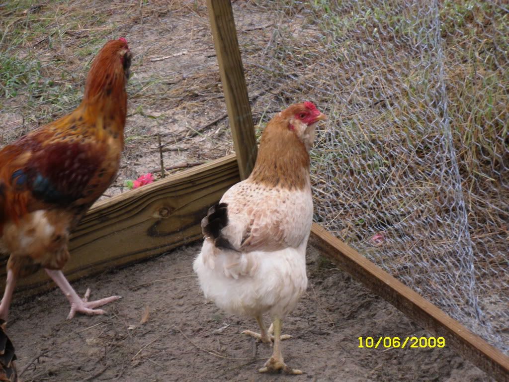 SDC10247.jpg