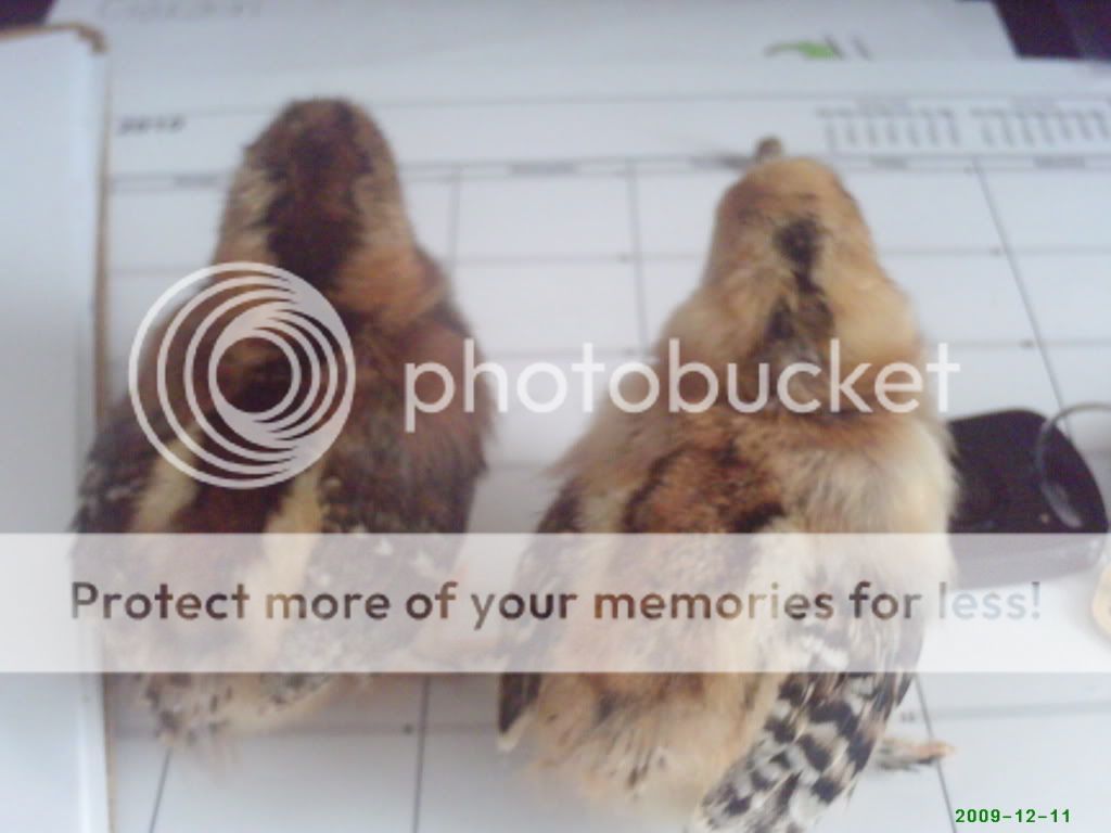 PHTO0388.jpg