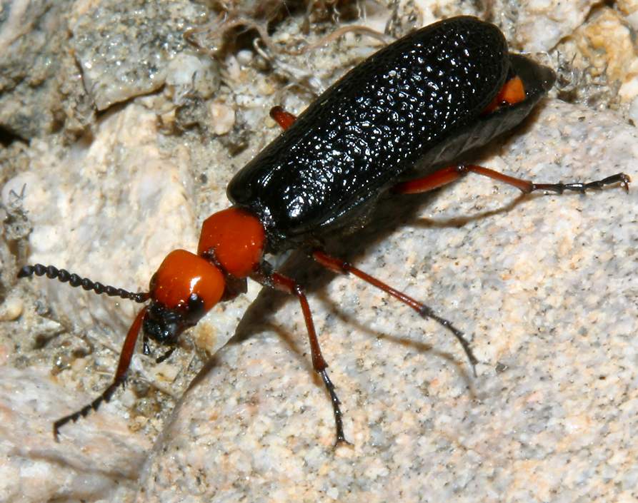 DesertBlisterBeetle.jpg