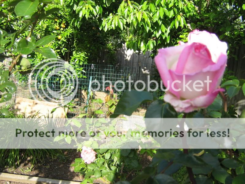 NewBackyard009.jpg