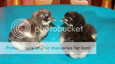 ChicksC08-06-10.jpg