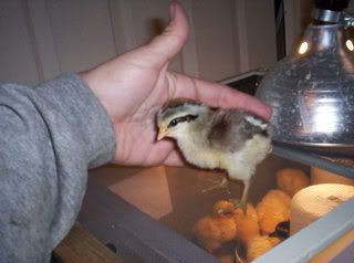 Chicks012.jpg