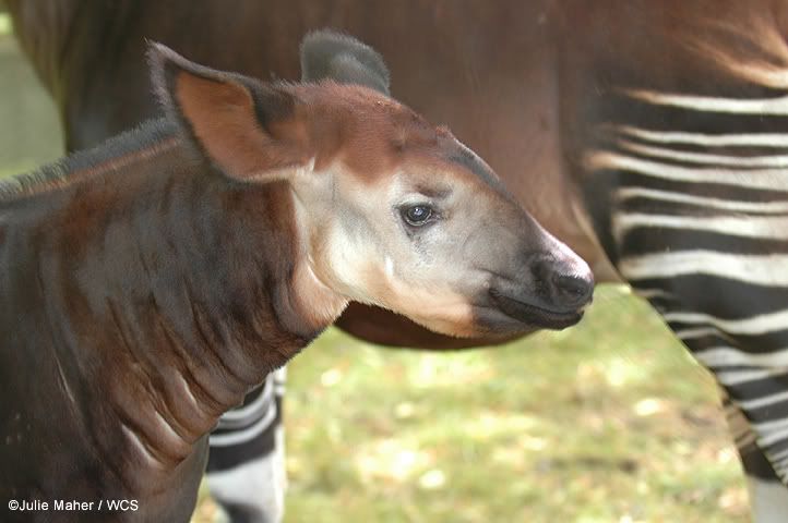 2okapi.jpg