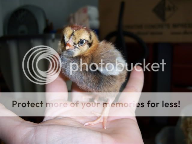FuzzyButts008.jpg