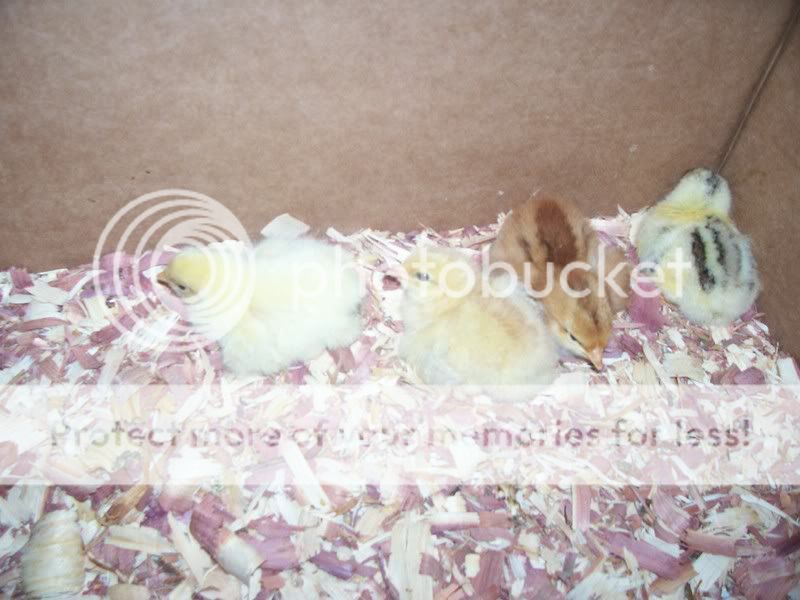 CHICKENS003.jpg