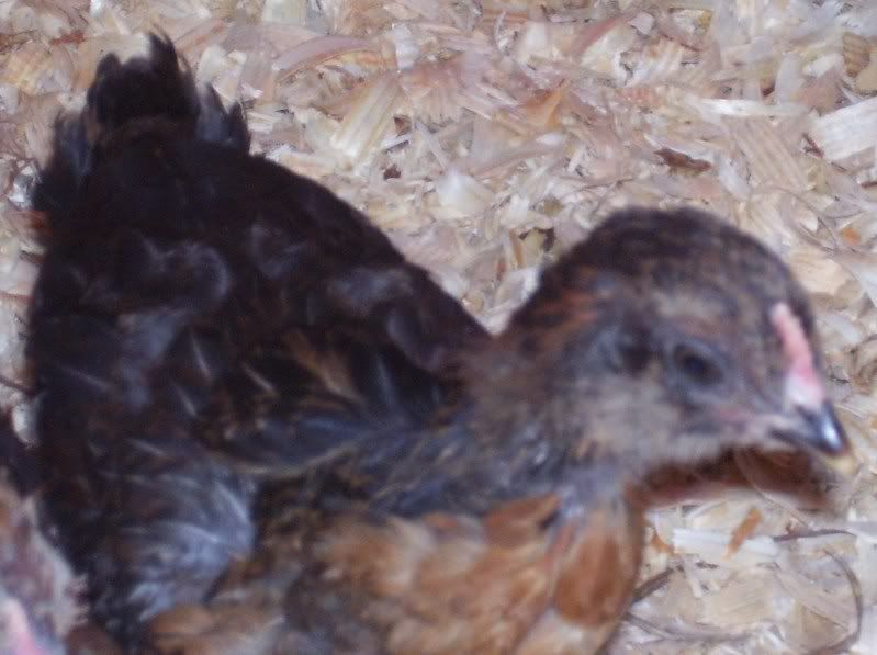 chicks55weeks003.jpg