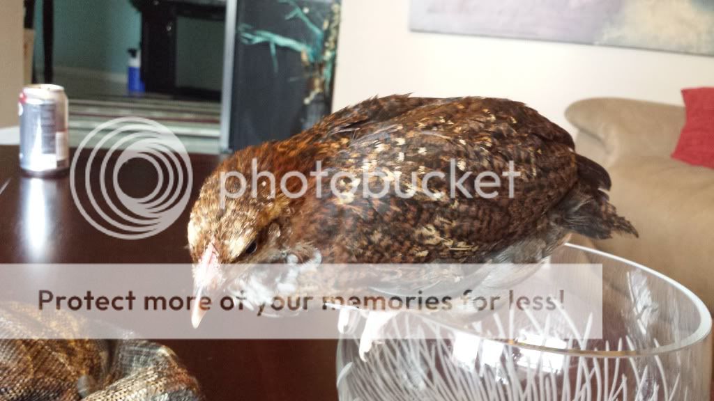 20130717_154836_zpse489e756.jpg