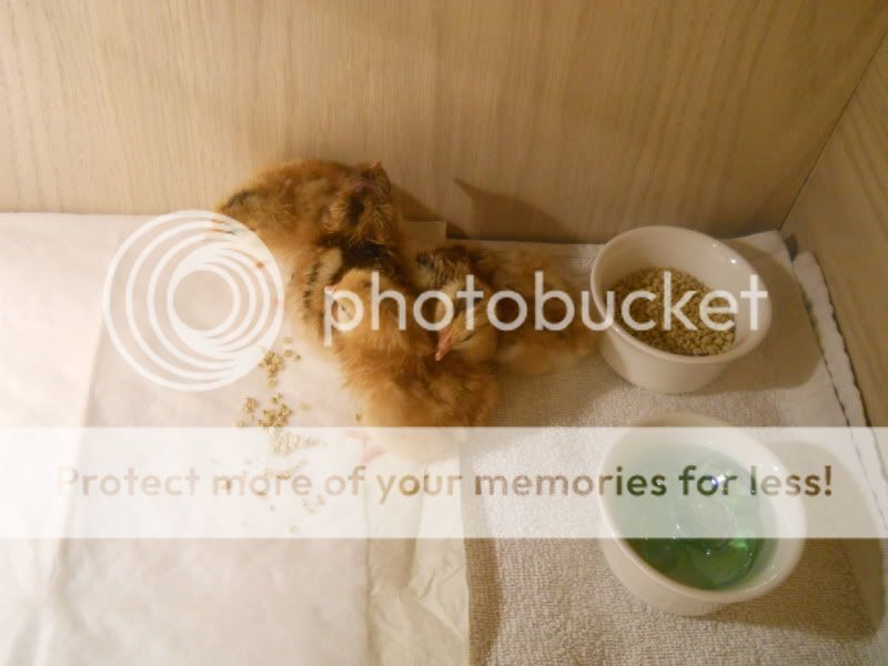 DSCN0028.jpg