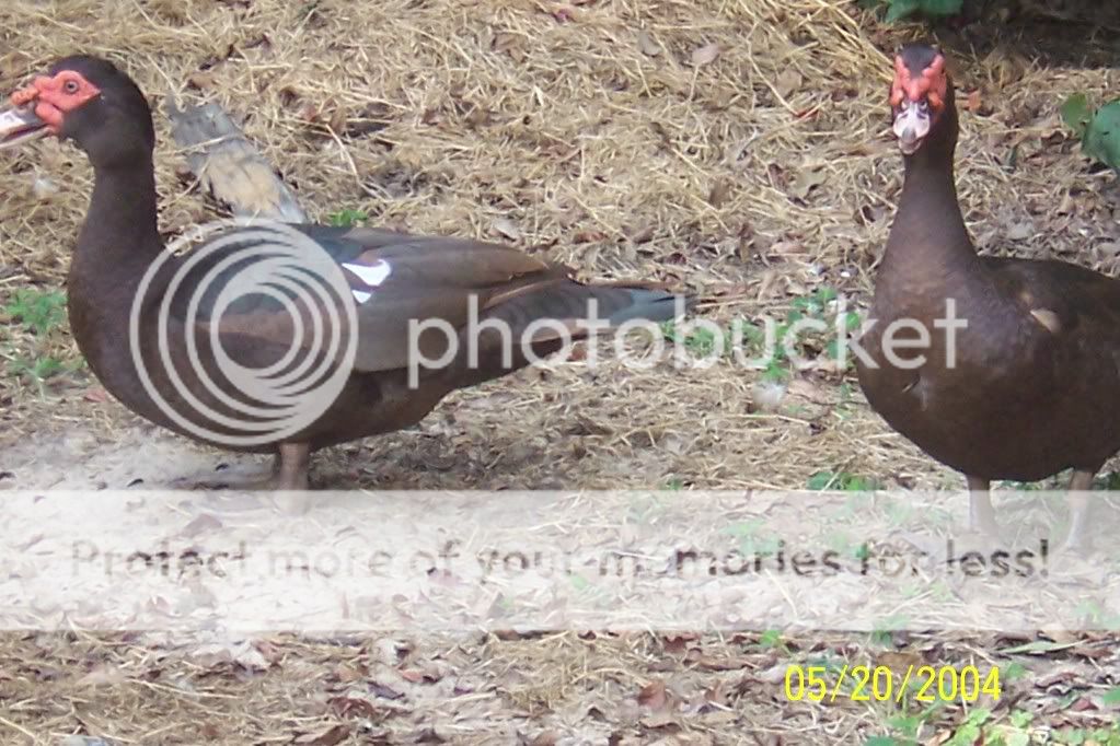 ducks010.jpg
