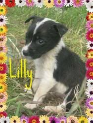 bordercollie2.jpg