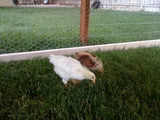 pullet1.jpg