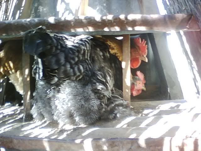chickens2.jpg