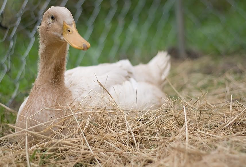 dirtyduck.jpg