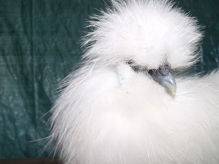 DSCF2702.JPG