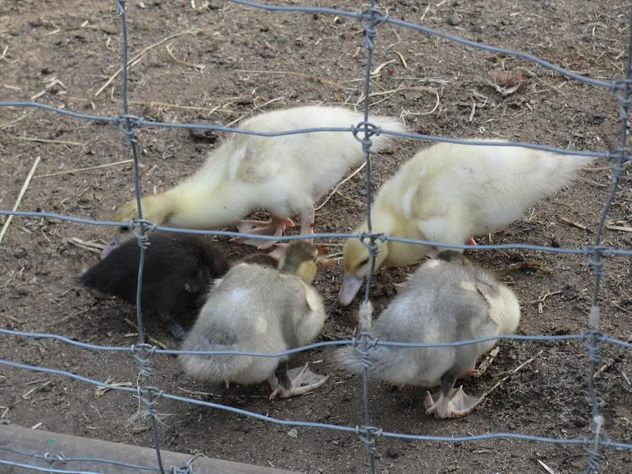 duckling3.jpg