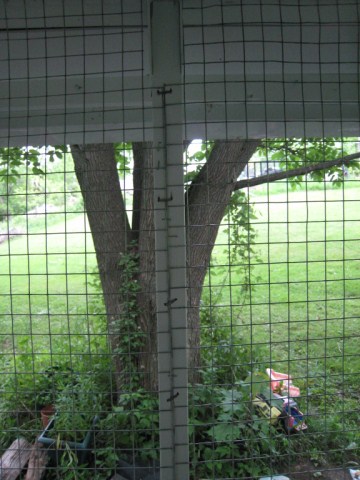 chickens%20012%20%5B640x480%5D.JPG
