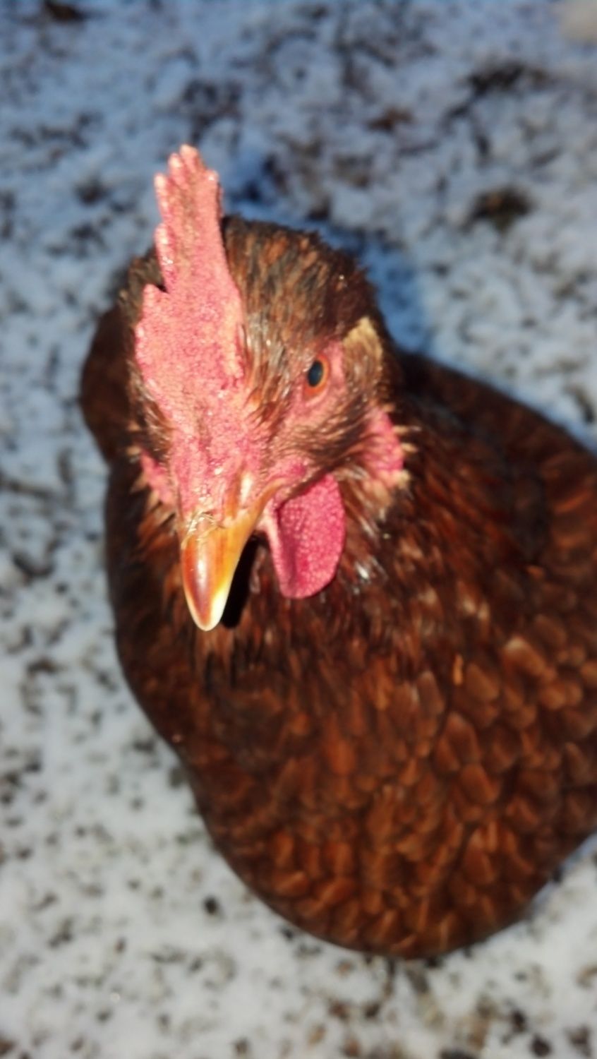900x900px-LL-46c937ac_2013-01-28Henrietta.jpeg