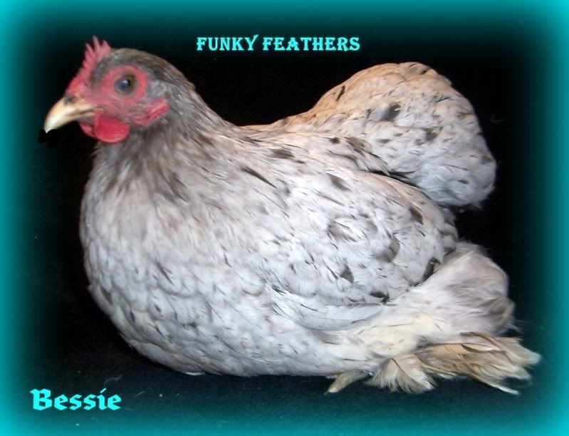 Bessie1a.jpg