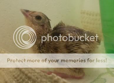 Pheasant2.jpg