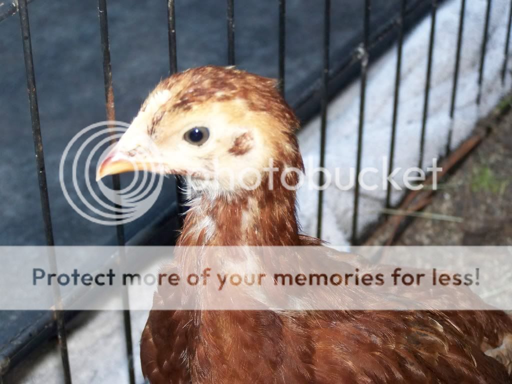 Chicksgettingolder025.jpg