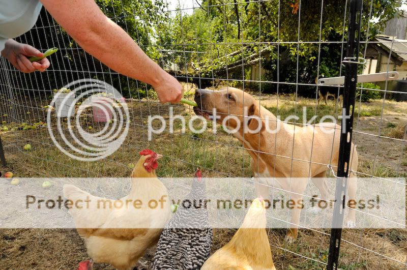 0808chickens008.jpg