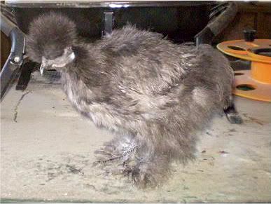 Silkies004.jpg