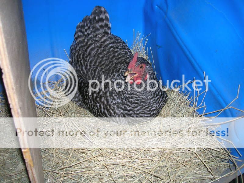 DSCN2585.jpg
