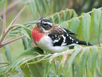 rb_grosbeak_kellyazar.jpg