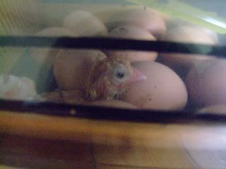 DSCF1995-1.jpg