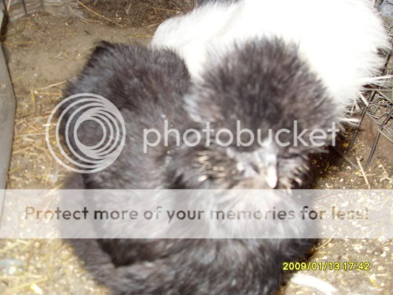 SDC11413.jpg