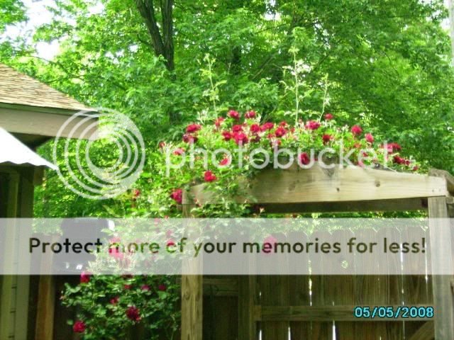 IMGP0458-1.jpg