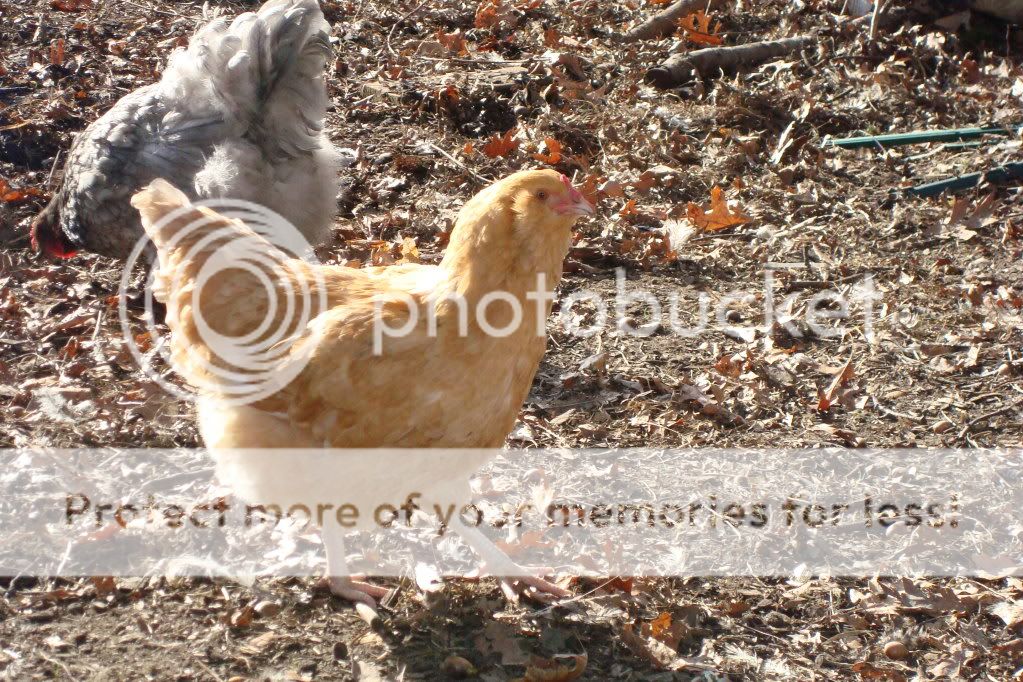 DSC01487.jpg