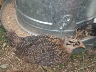 TwoWeekOldChicks_Spring2008_05.jpg