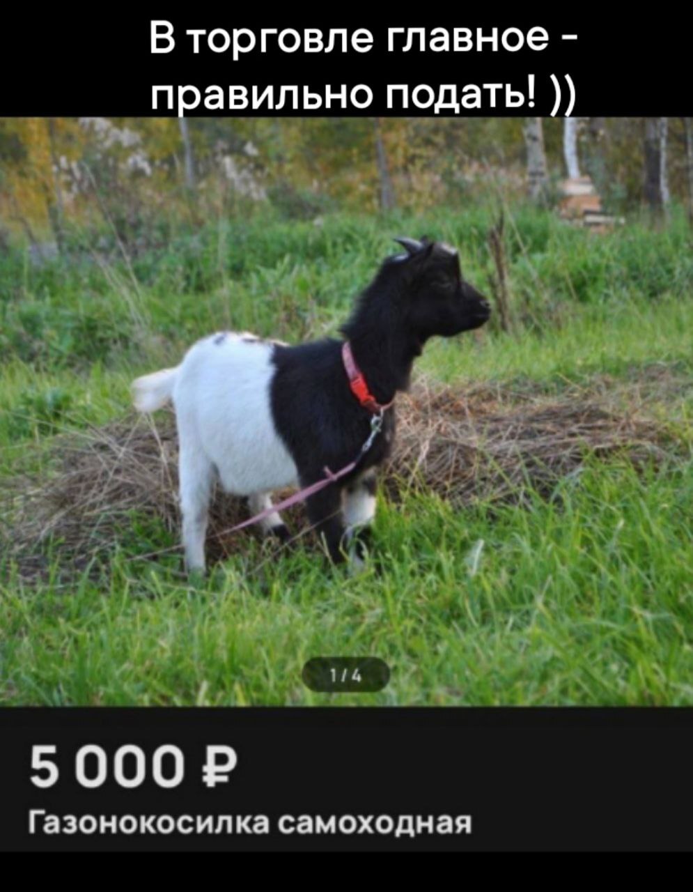 17163289761249720.jpg