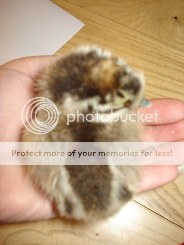 chicks017.jpg