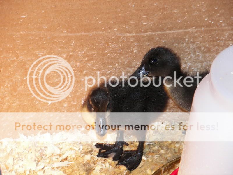 ducklingschicks003.jpg