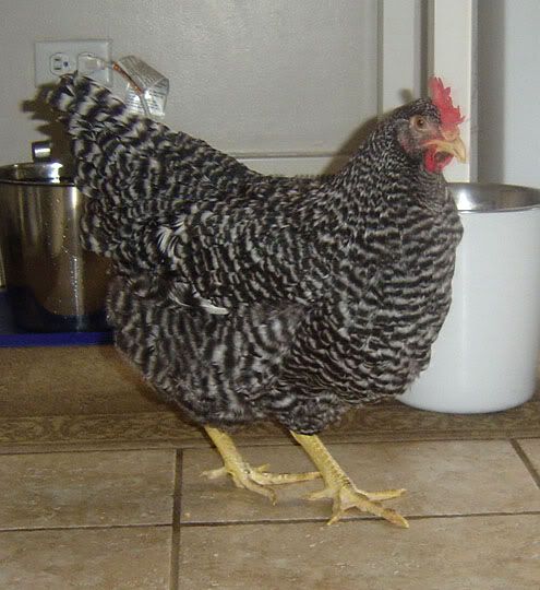 inkitchen.jpg