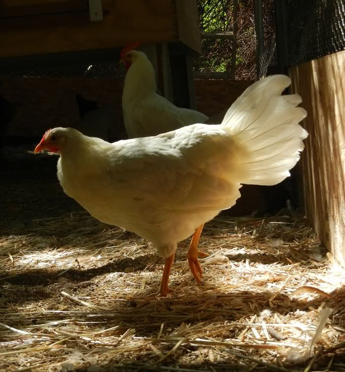 runtfeathers1.jpg