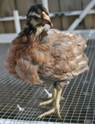 Chick3_EmmaC.jpg