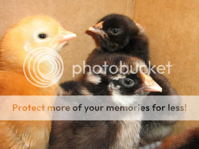 Chicks1stDay3-20-09017.jpg