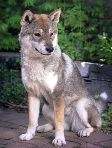 Shikoku_dog.jpg