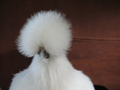 silkie%2Bhen.jpg