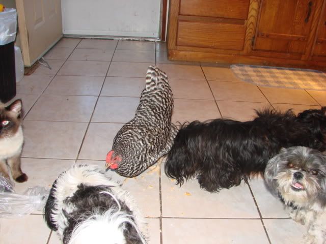 DSC02146.jpg