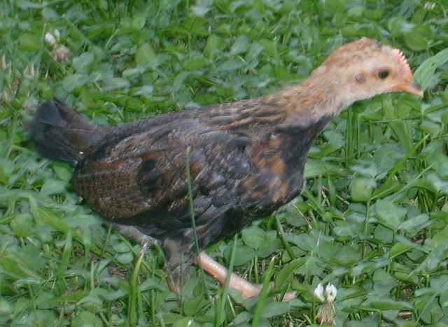 chickenstoday029.jpg