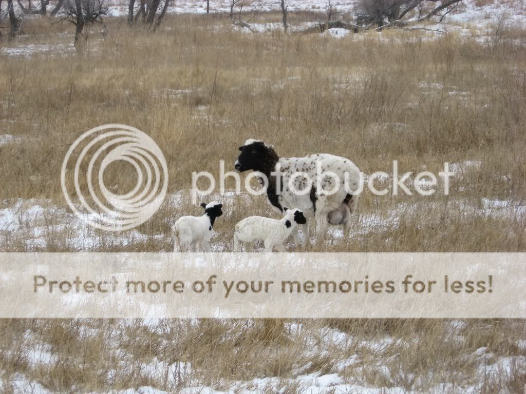 1sheep.jpg