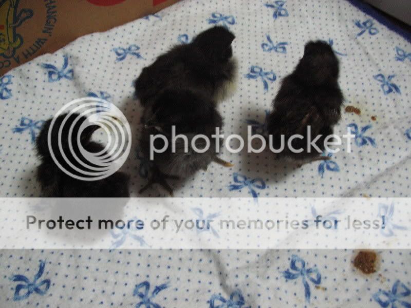 Chicks162.jpg