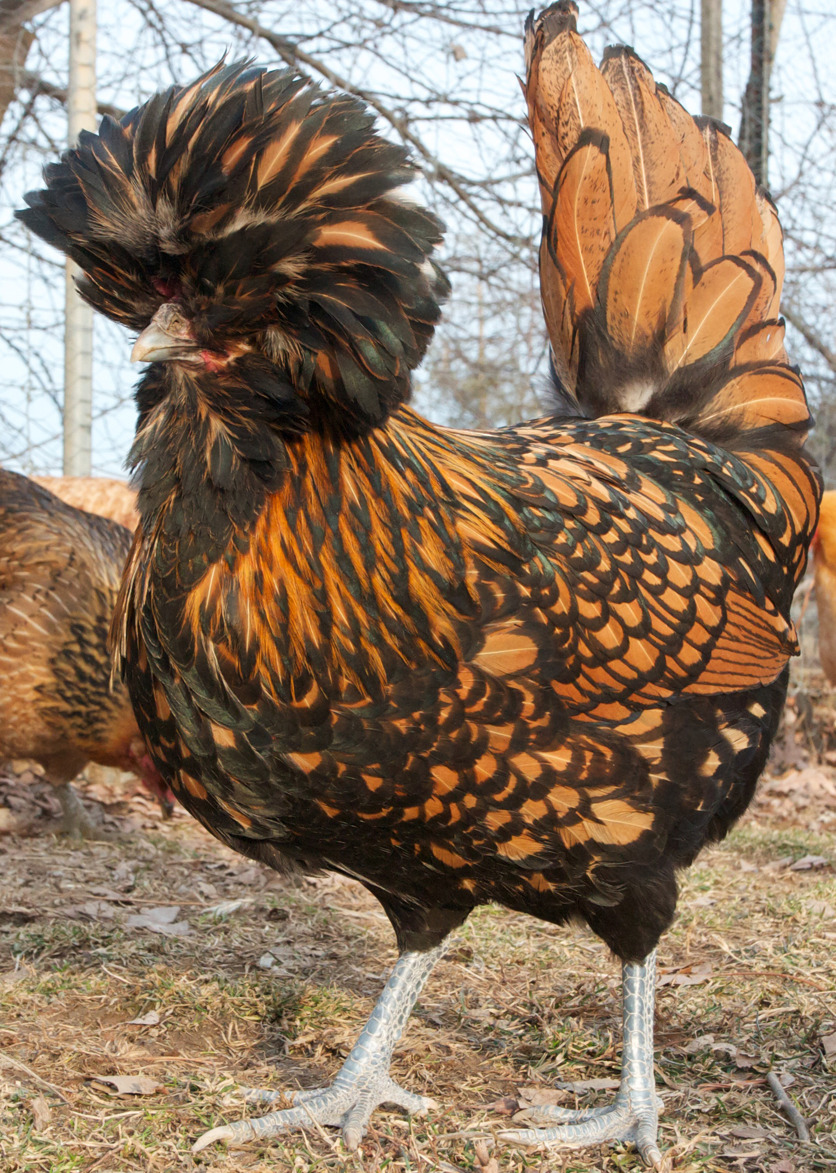 polish-chicken-11.jpg