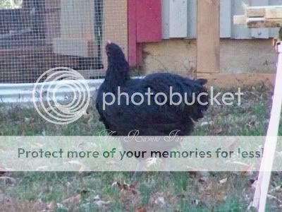 SiriusBlack11-14-2010.jpg
